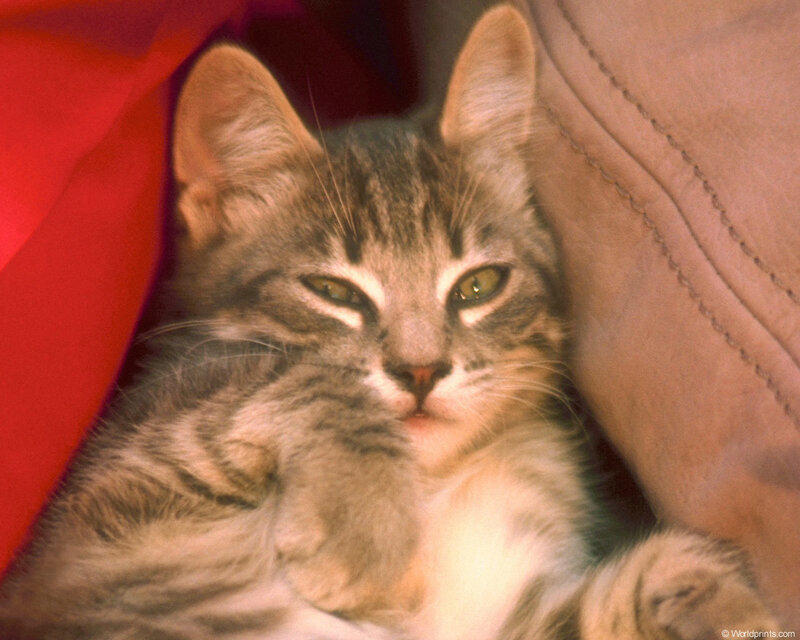 Tabby Kitten Resting — Gray, Calm, Photograph