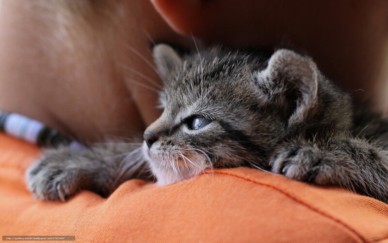 Tabby Kitten Resting — Gray, Calm