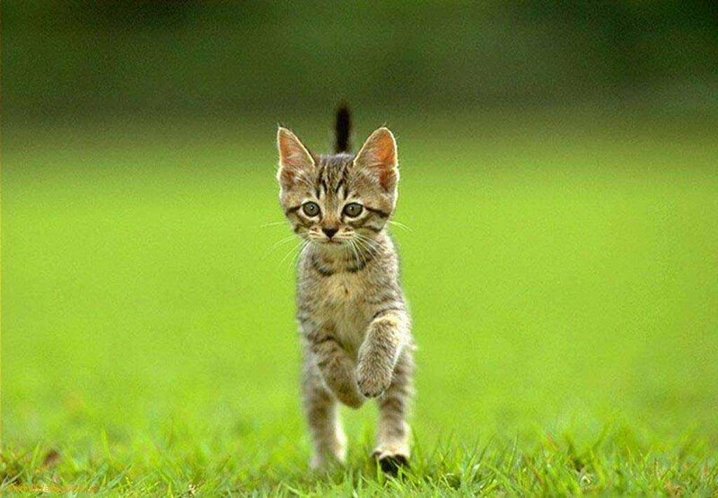 Tabby Kitten Running