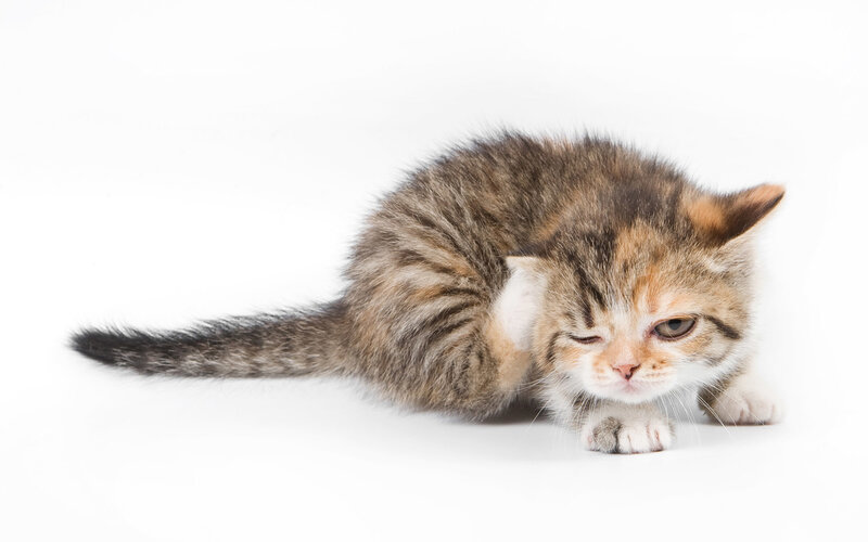 Tabby Kitten Scratching — Brown