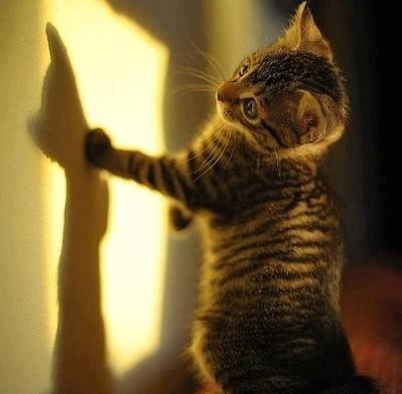 Tabby Kitten Scratching