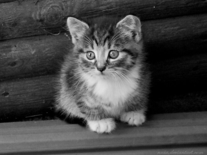 Tabby Kitten Sitting — Black, Calm