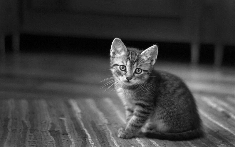 Tabby Kitten Sitting — Black