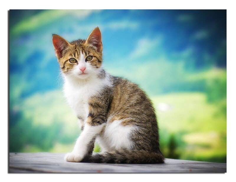 Tabby Kitten Sitting — Brown, Calm, Afternoon, Photograph