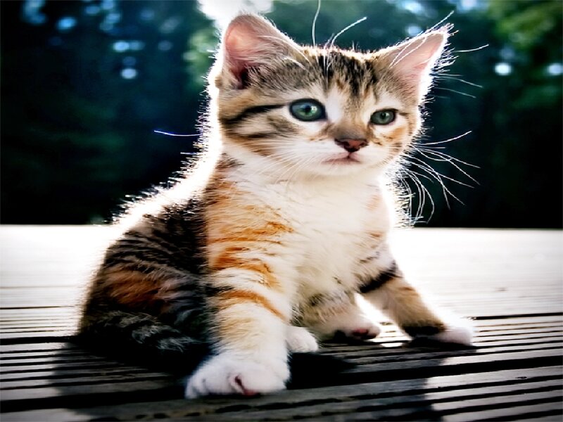 Tabby Kitten Sitting — Brown, Calm, Afternoon, Photograph, Wooden Surface