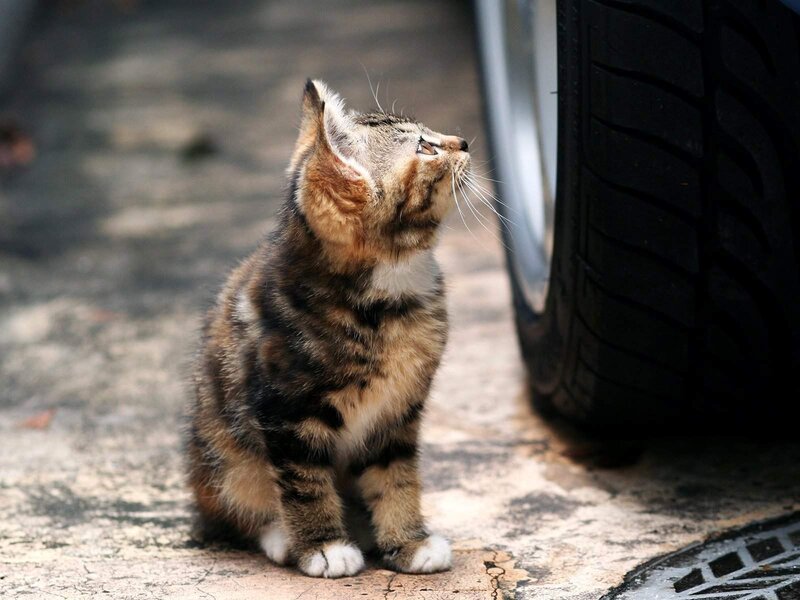 Tabby Kitten Sitting — Brown, Calm, Afternoon