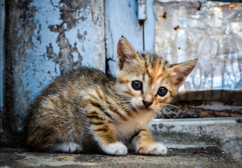 Tabby Kitten Sitting — Brown, Calm, Photograph, Concrete
