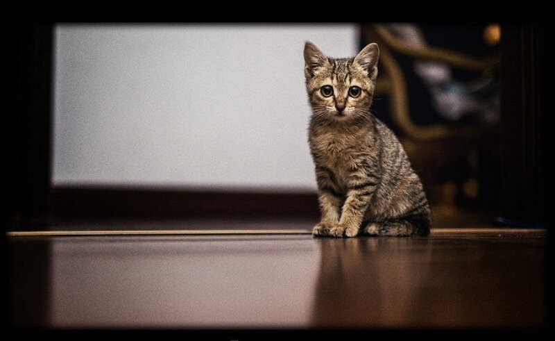 Tabby Kitten Sitting — Brown, Calm, Photograph, Floor