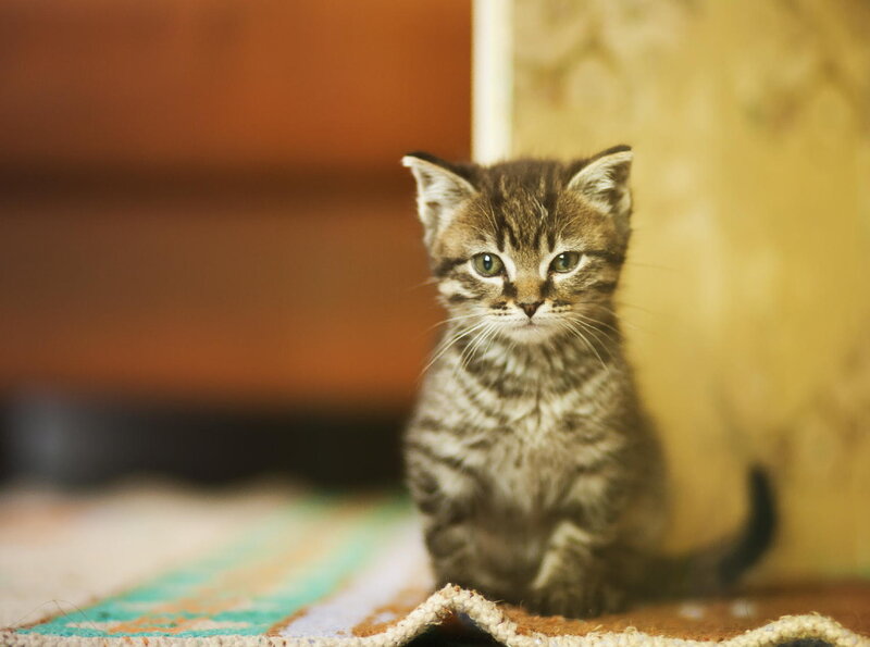 Tabby Kitten Sitting — Brown, Calm, Photograph, Rug