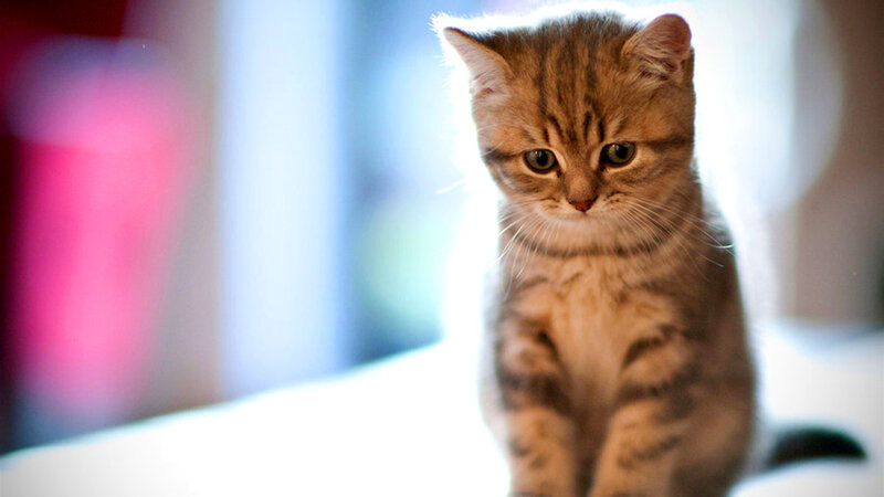 Tabby Kitten Sitting — Brown, Calm, Photograph