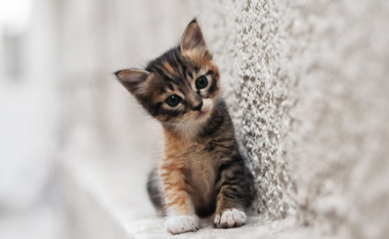 Tabby Kitten Sitting — Brown, Calm, Photograph, Wall