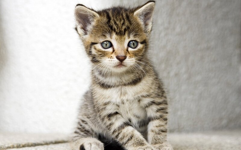 Tabby Kitten Sitting — Brown, Calm, Photograph, Whiskers