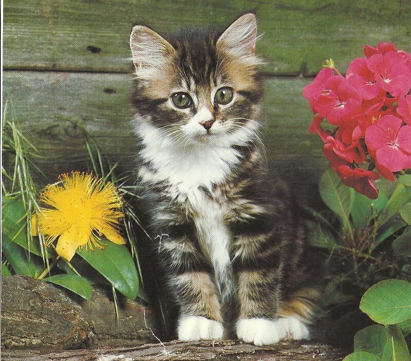 Tabby Kitten Sitting — Brown, Calm, Spring