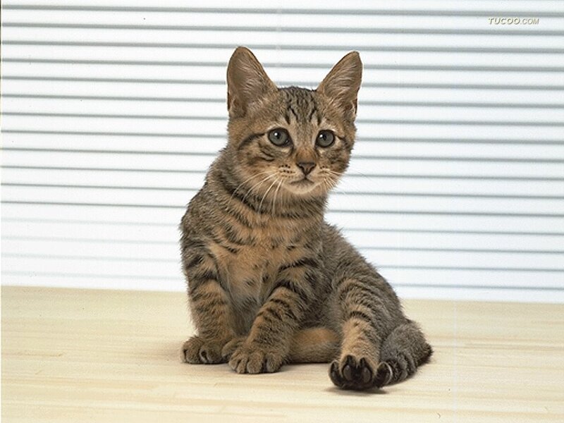Tabby Kitten Sitting — Brown, Calm