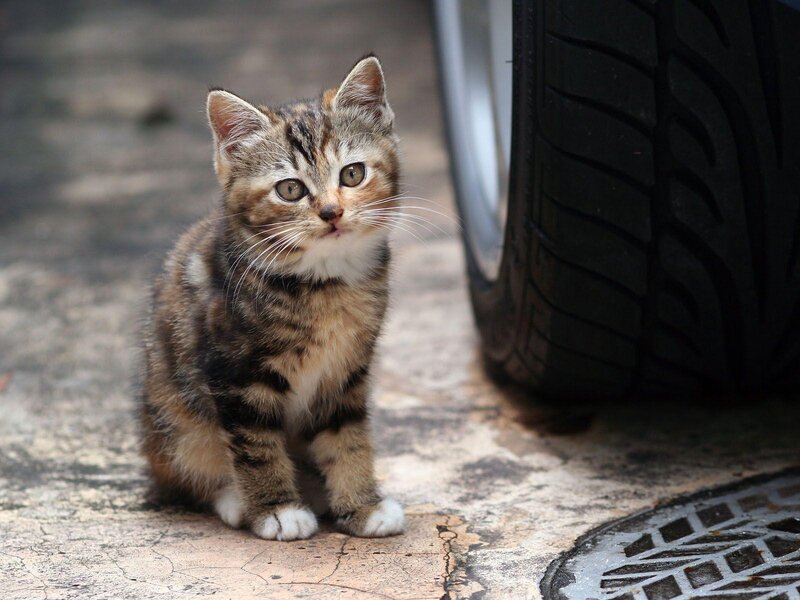 Tabby Kitten Sitting — Brown, Curious