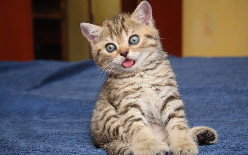 Tabby Kitten Sitting — Brown, Playful, Photograph