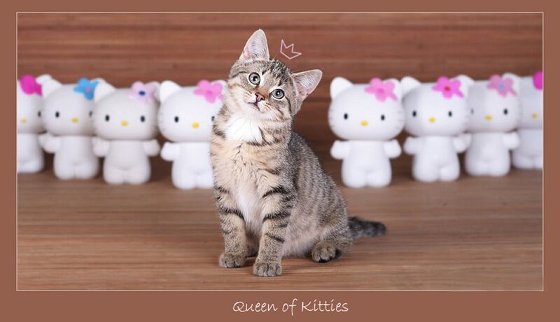 Tabby Kitten Sitting — Brown, Playful