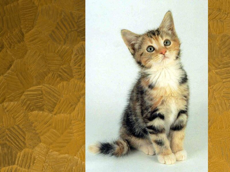Tabby Kitten Sitting — Brown