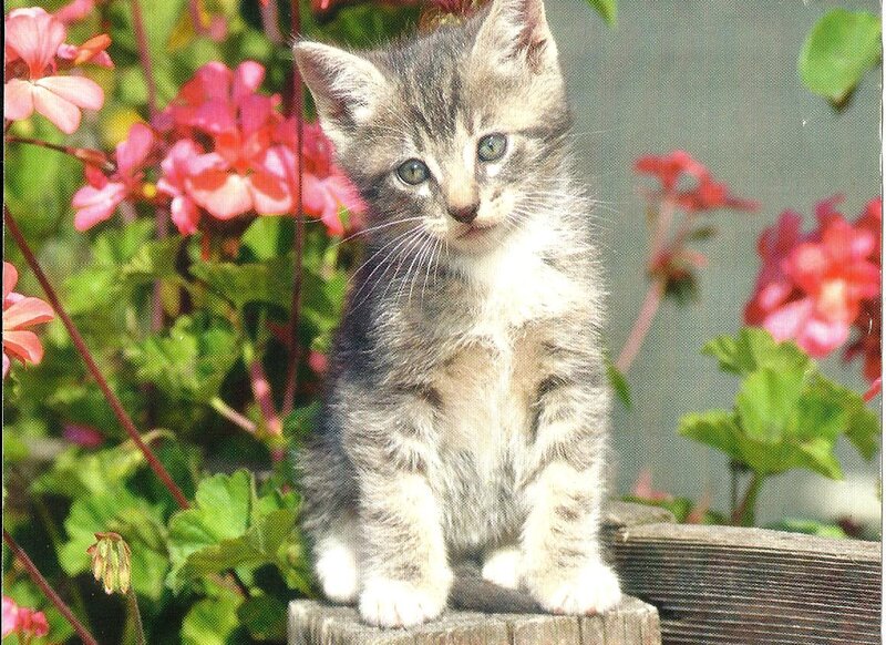 Tabby Kitten Sitting — Gray, Calm, Afternoon, Photograph