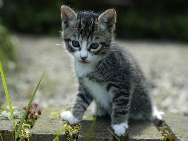 Tabby Kitten Sitting — Gray, Calm, Afternoon
