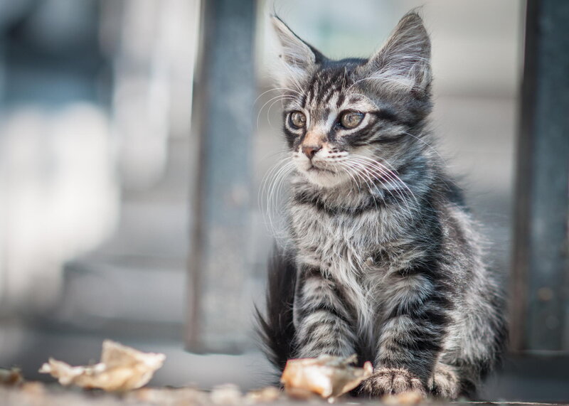 Tabby Kitten Sitting — Gray, Calm, Photograph, Leaves
