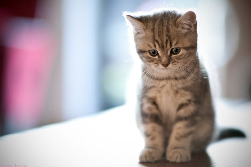 Tabby Kitten Sitting — Gray, Calm, Photograph