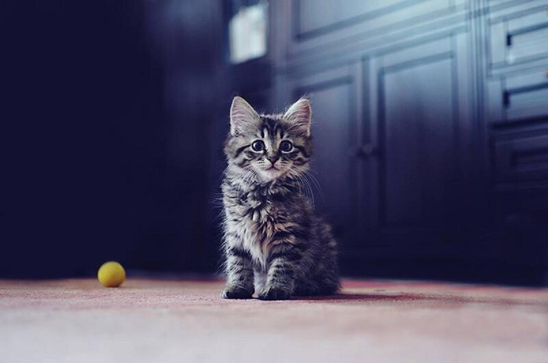 Tabby Kitten Sitting — Gray, Calm, Photograph, Yellow Ball