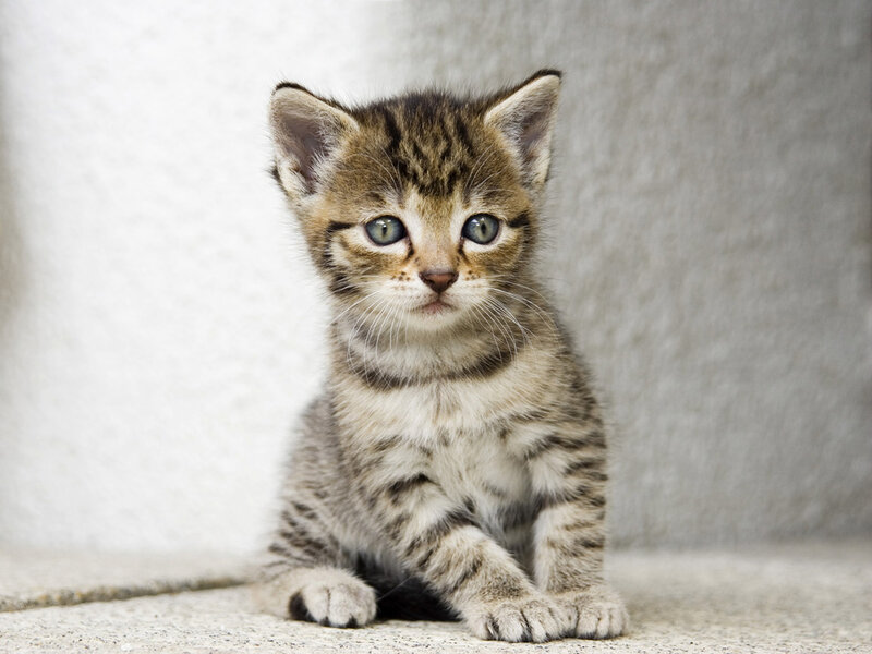 Tabby Kitten Sitting — Gray, Calm