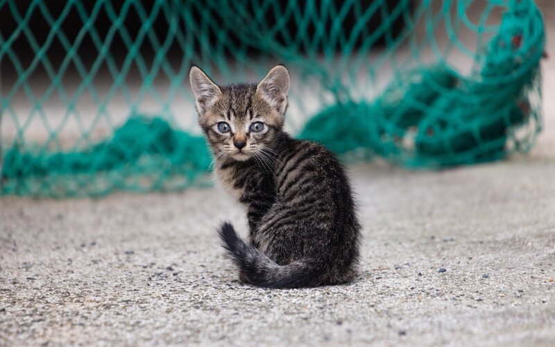 Tabby Kitten Sitting — Gray, Curious, Photograph