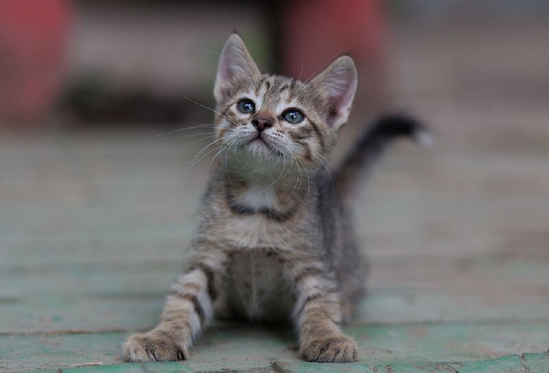 Tabby Kitten Sitting — Gray, Curious