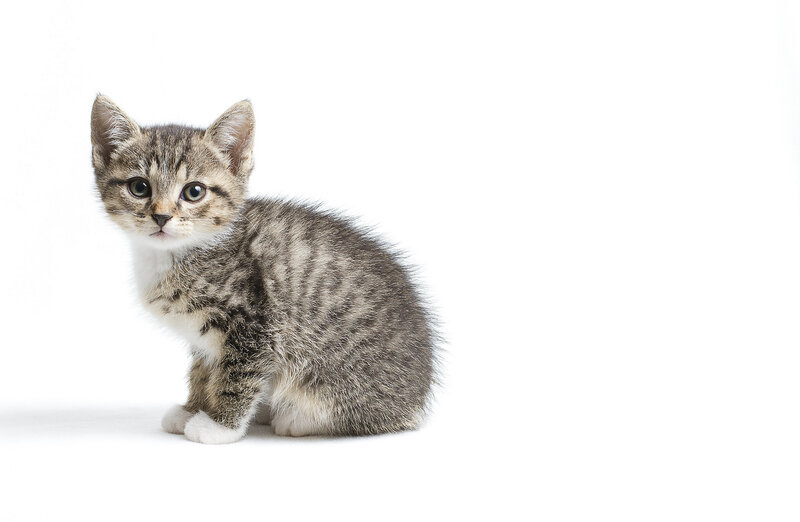 Tabby Kitten Sitting — Gray, Neutral, Photograph