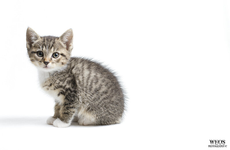 Tabby Kitten Sitting — Gray, Neutral