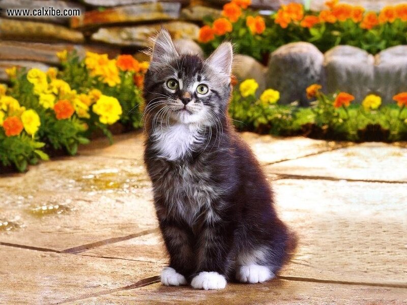 Tabby Kitten Sitting — Gray