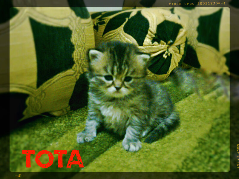 Tabby Kitten Sitting — Green