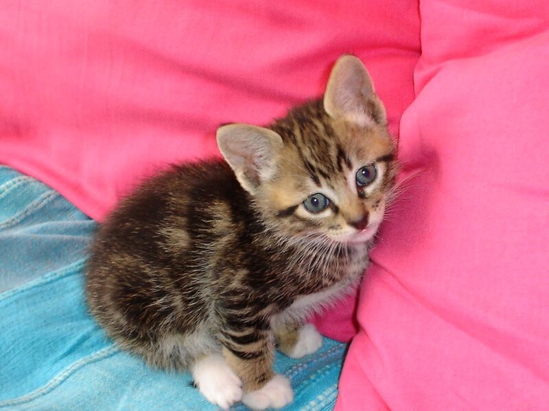Tabby Kitten Sitting — Pink