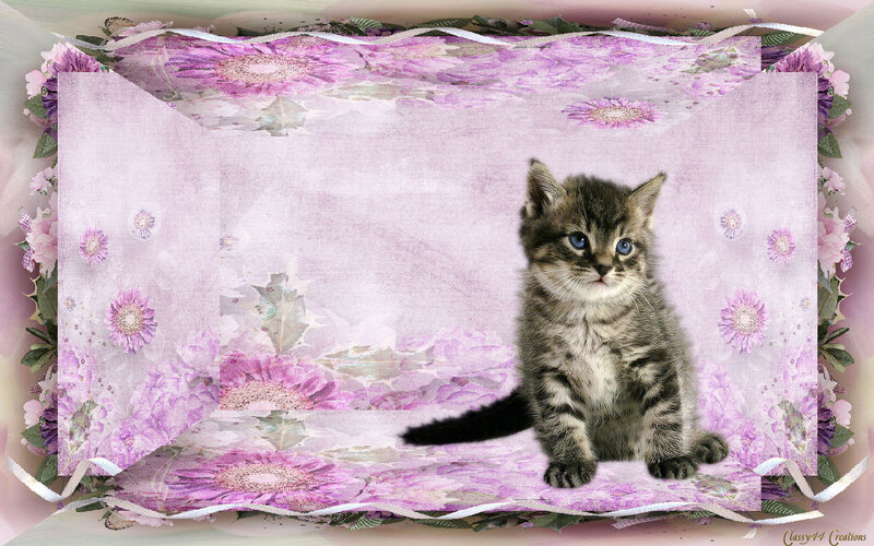 Tabby Kitten Sitting — Purple
