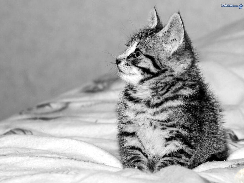 Tabby Kitten Sitting