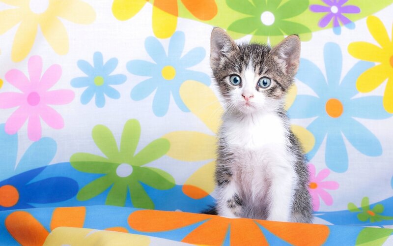 Tabby Kitten Sitting — White, Calm