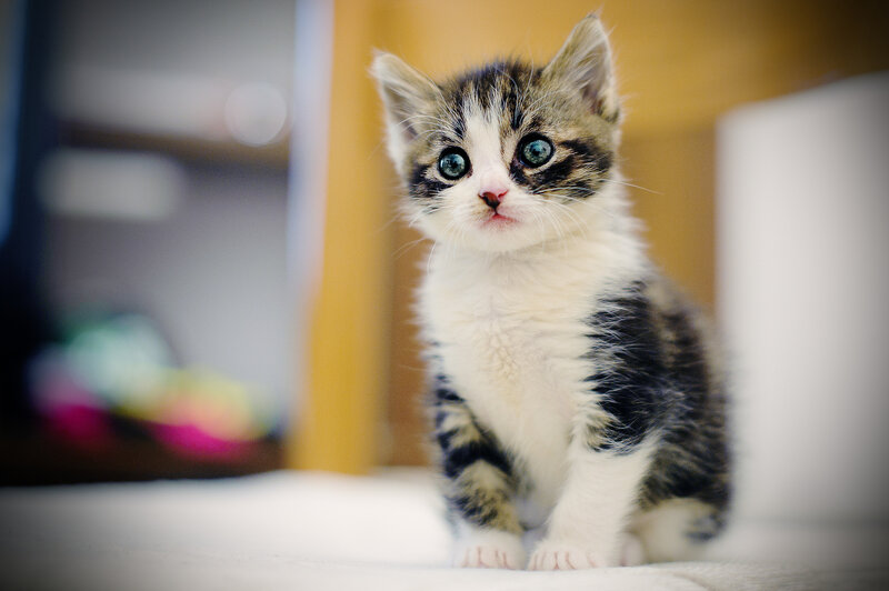 Tabby Kitten Sitting — White, Innocent