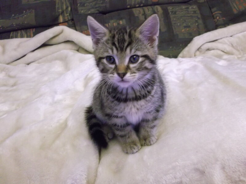 Tabby Kitten Sitting — White