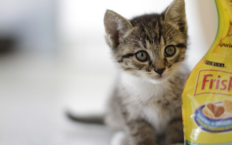 Tabby Kitten Sitting — Yellow
