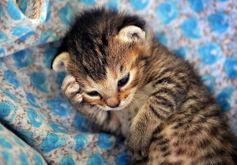 Tabby Kitten Sleeping — Blue, Calm