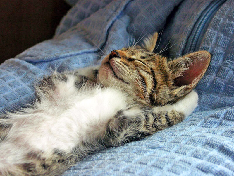 Tabby Kitten Sleeping — Blue, Peaceful
