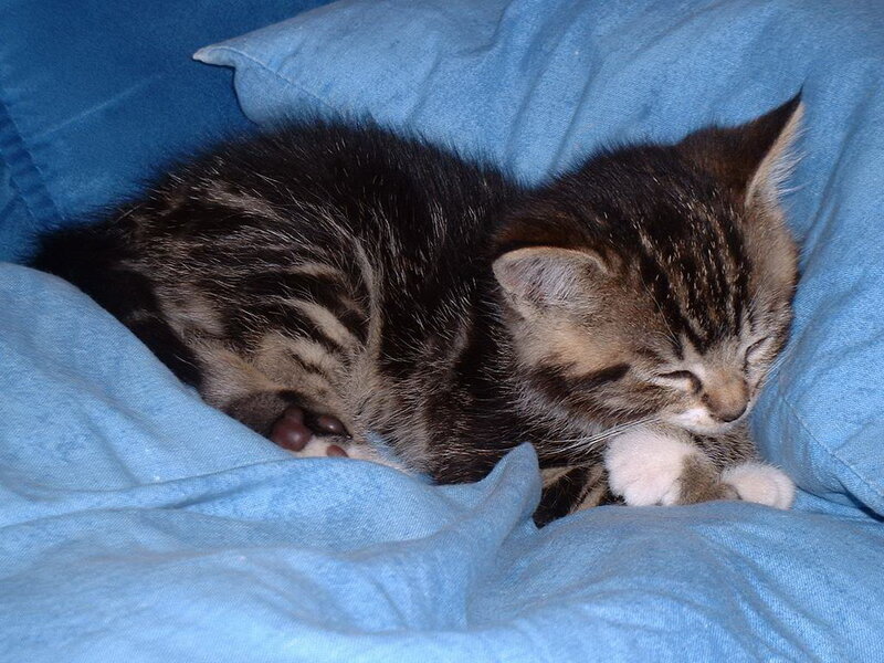 Tabby Kitten Sleeping — Blue