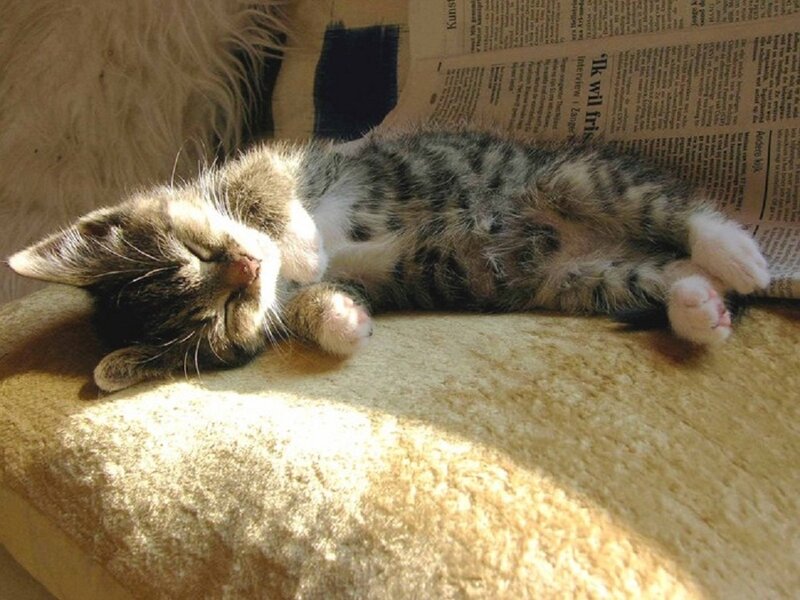 Tabby Kitten Sleeping — Brown, Peaceful, Morning