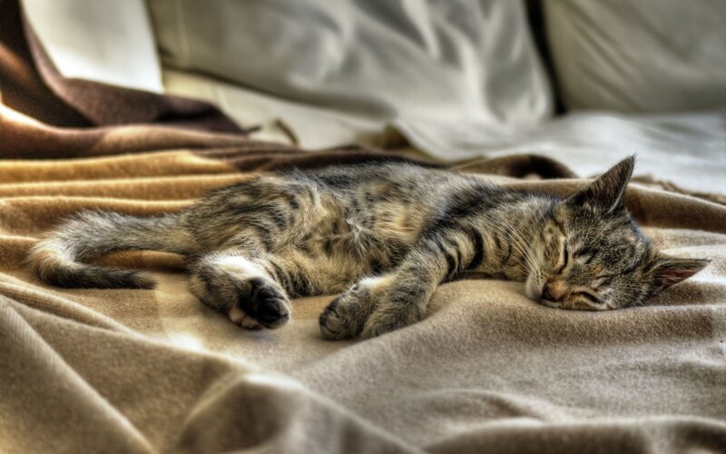 Tabby Kitten Sleeping — Brown, Peaceful, Photograph, Blanket, Pillow