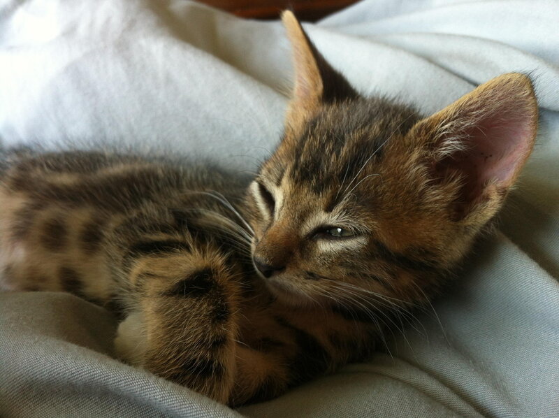 Tabby Kitten Sleeping — Brown, Peaceful, Photograph, Blanket