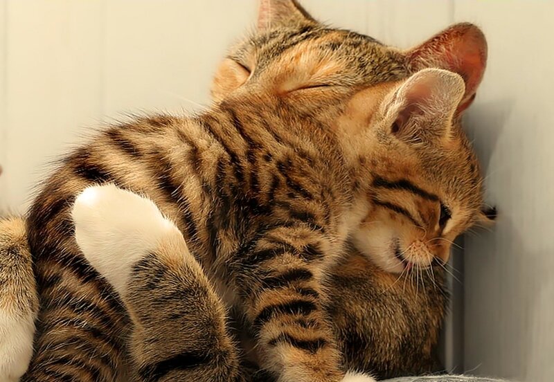 Tabby Kitten Sleeping — Brown, Peaceful, Photograph, Cat