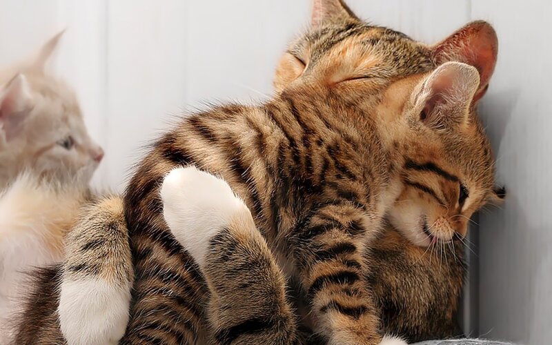 Tabby Kitten Sleeping — Brown, Peaceful, Photograph