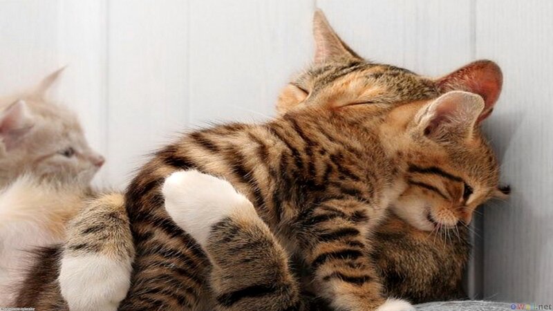 Tabby Kitten Sleeping — Brown, Peaceful, Photograph, Wall, Paw
